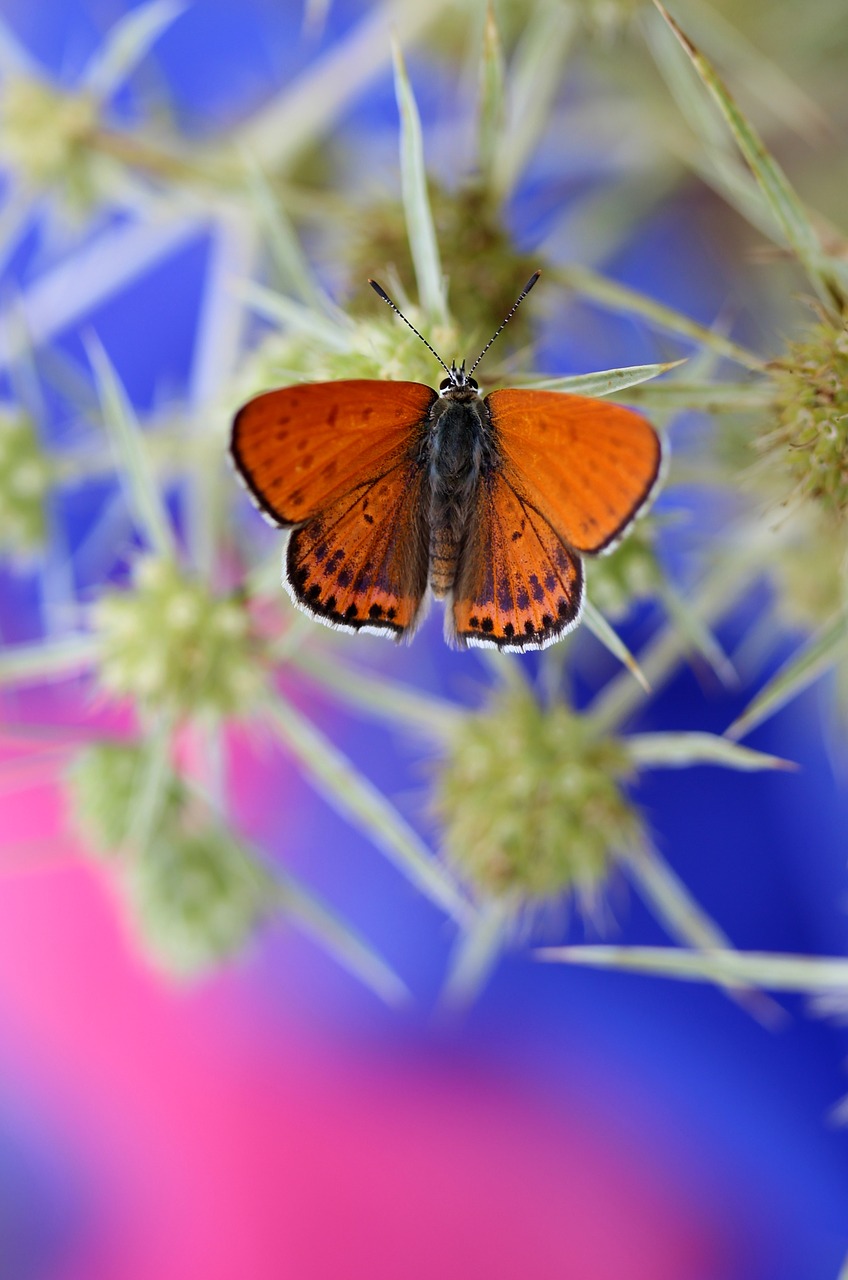 Drugelis, Raudona, Sparnai, Insekta, Gėlė, Dažymas, Nemokamos Nuotraukos,  Nemokama Licenzija