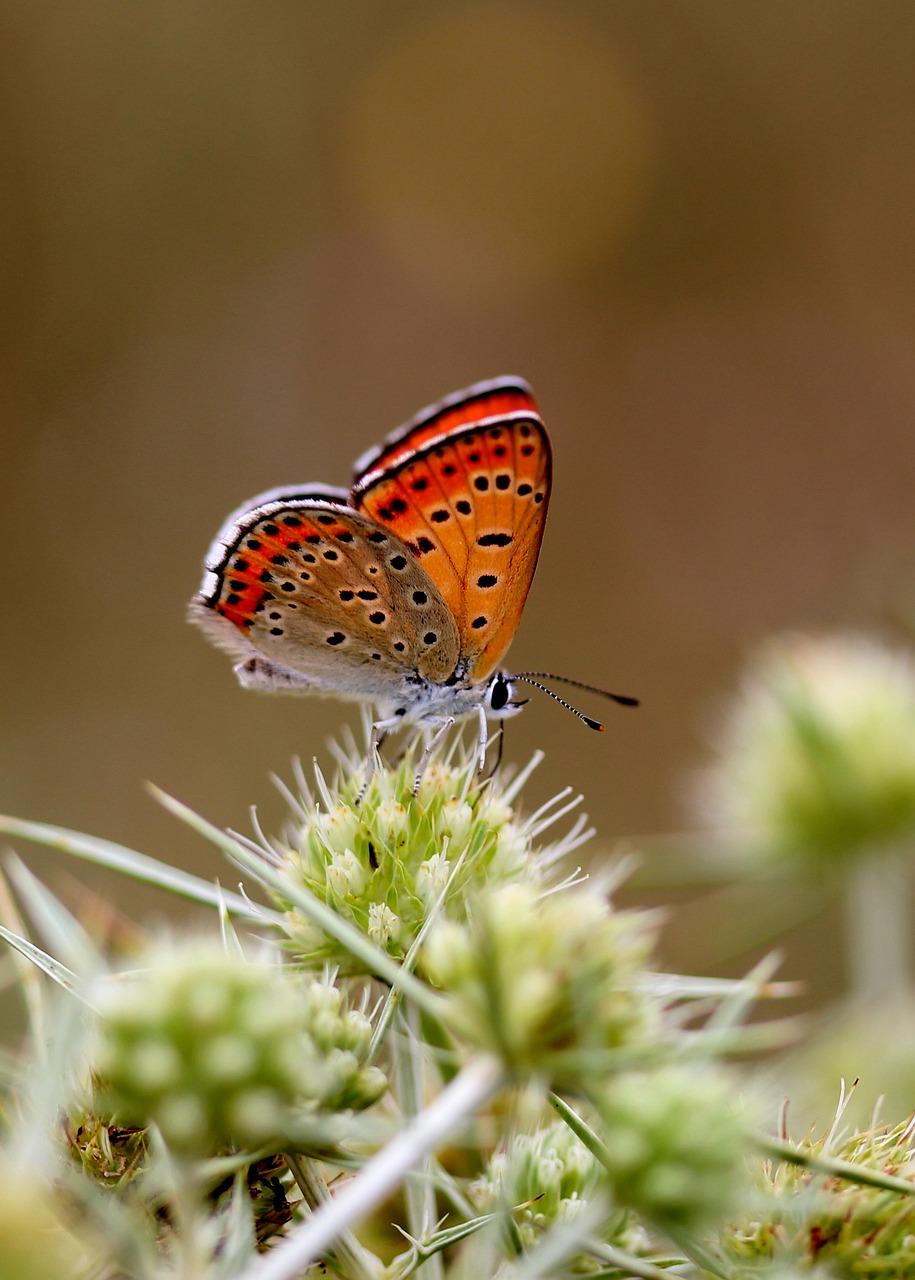 Drugelis, Raudona, Sparnai, Insekta, Gėlė, Dažymas, Nemokamos Nuotraukos,  Nemokama Licenzija