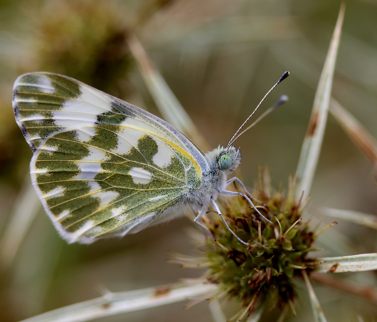 Drugelis, Balta, Insekta, Sparnai, Augalas, Nemokamos Nuotraukos,  Nemokama Licenzija