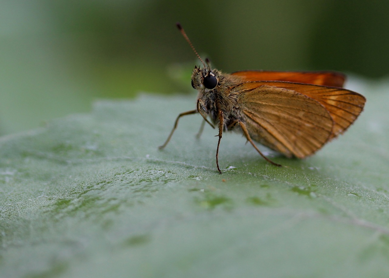 Drugelis, Ruda, Sparnai, Insekta, Lapai, Dažymas, Nemokamos Nuotraukos,  Nemokama Licenzija