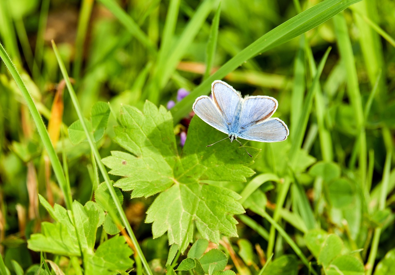 Drugelis, Paprasta Mėlyna, Bendras Blauzis, Drugeliai, Mėlynas, Raganos Mėlyna, Lycaenidae, Mėlynas Atspalvis, Sparnas, Polyommatus Icarus