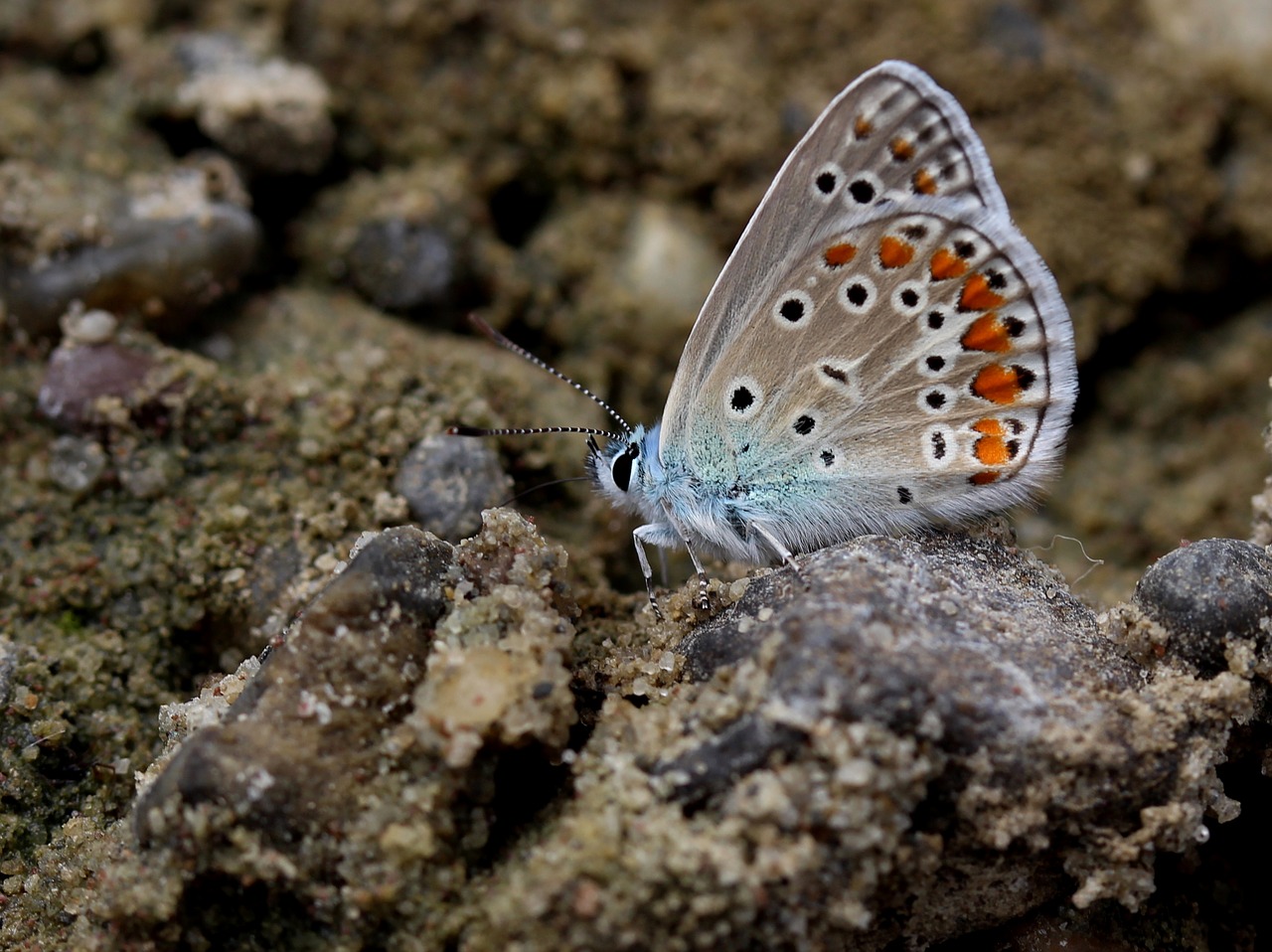 Drugelis, Mėlynas, Insekta, Sparnai, Dažymas, Nemokamos Nuotraukos,  Nemokama Licenzija