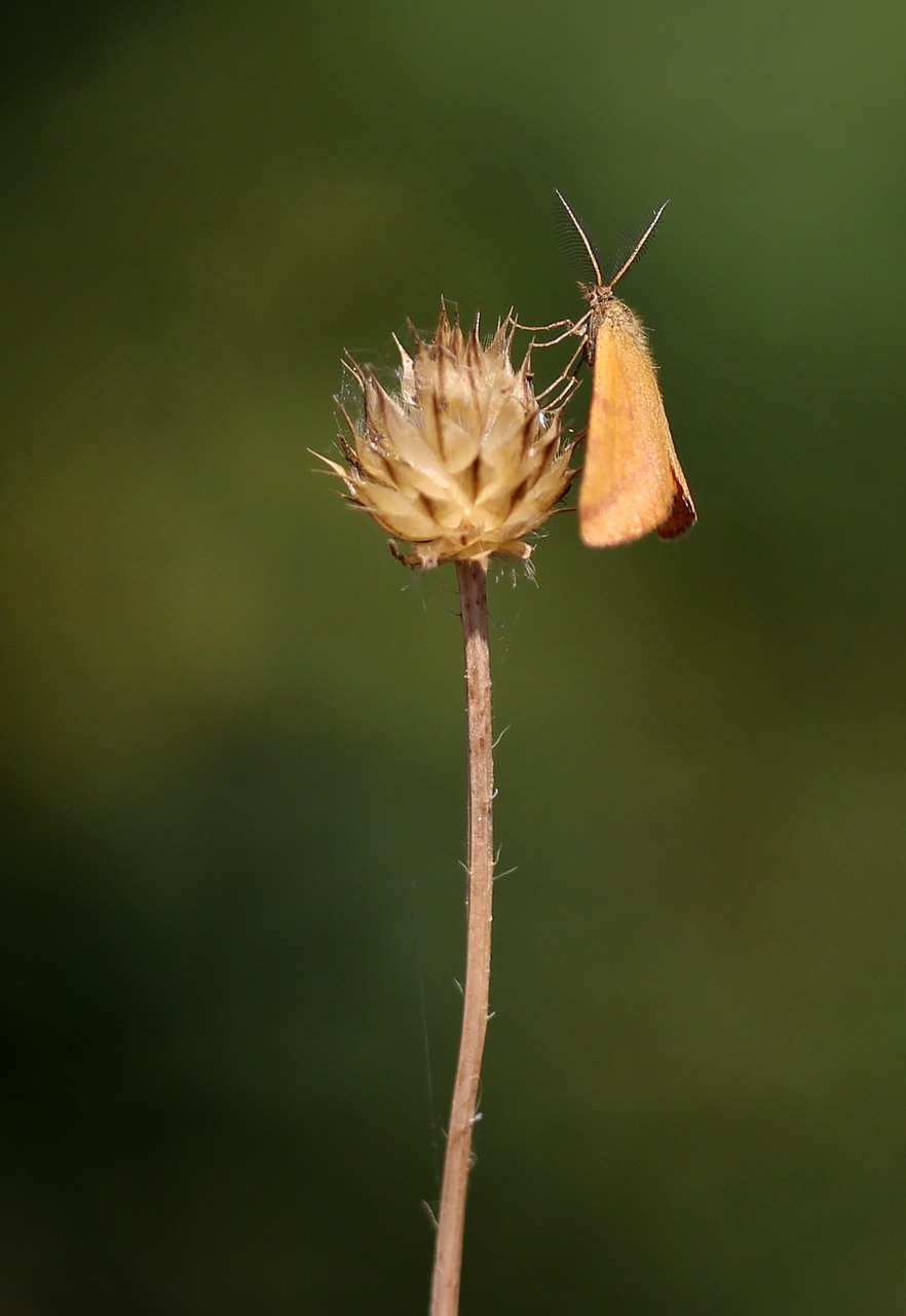 Drugelis, Ruda, Insekta, Sparnai, Gamta, Nemokamos Nuotraukos,  Nemokama Licenzija