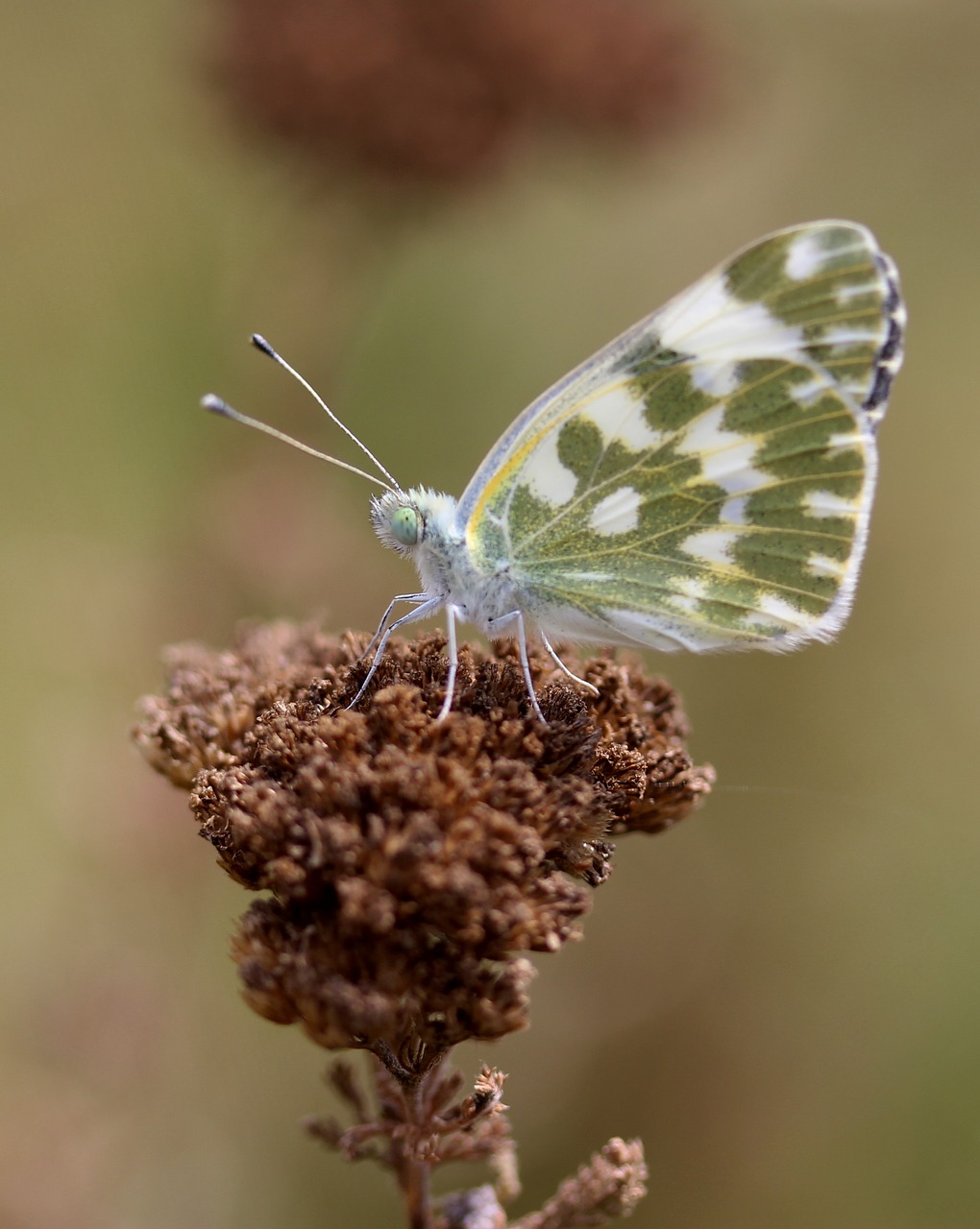 Drugelis, Balta, Žalias, Insekta, Sparnai, Gamta, Dažymas, Nemokamos Nuotraukos,  Nemokama Licenzija