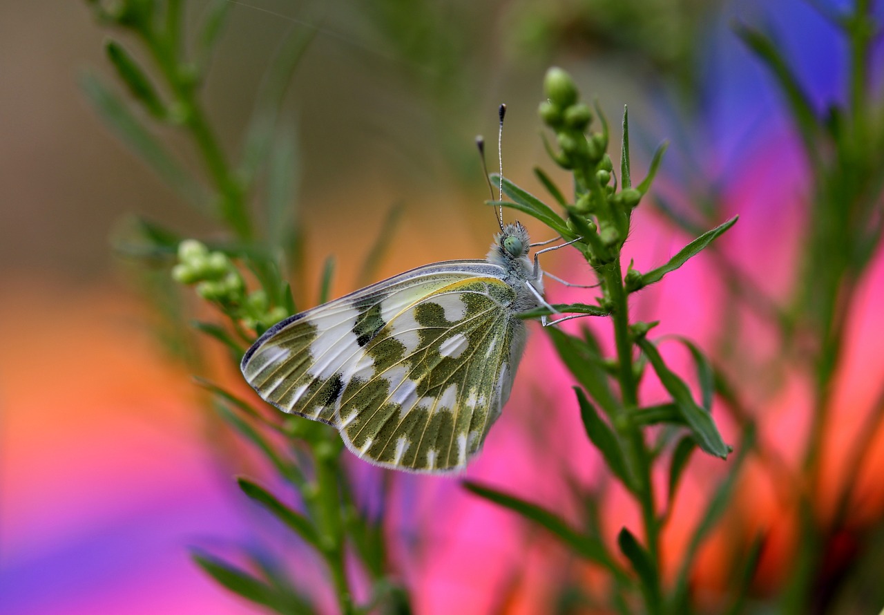 Drugelis, Balta, Žalias, Insekta, Sparnai, Gamta, Dažymas, Nemokamos Nuotraukos,  Nemokama Licenzija