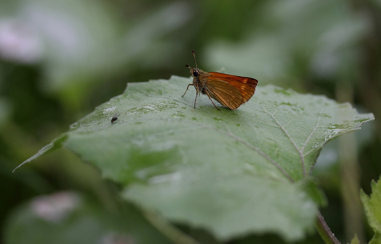 Drugelis, Ruda, Lapai, Lietus, Insekta, Sparnai, Gamta, Nemokamos Nuotraukos,  Nemokama Licenzija