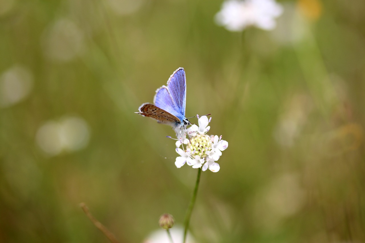 Drugelis, Mėlynas, Gėlė, Insekta, Poilsis, Gamta, Nemokamos Nuotraukos,  Nemokama Licenzija