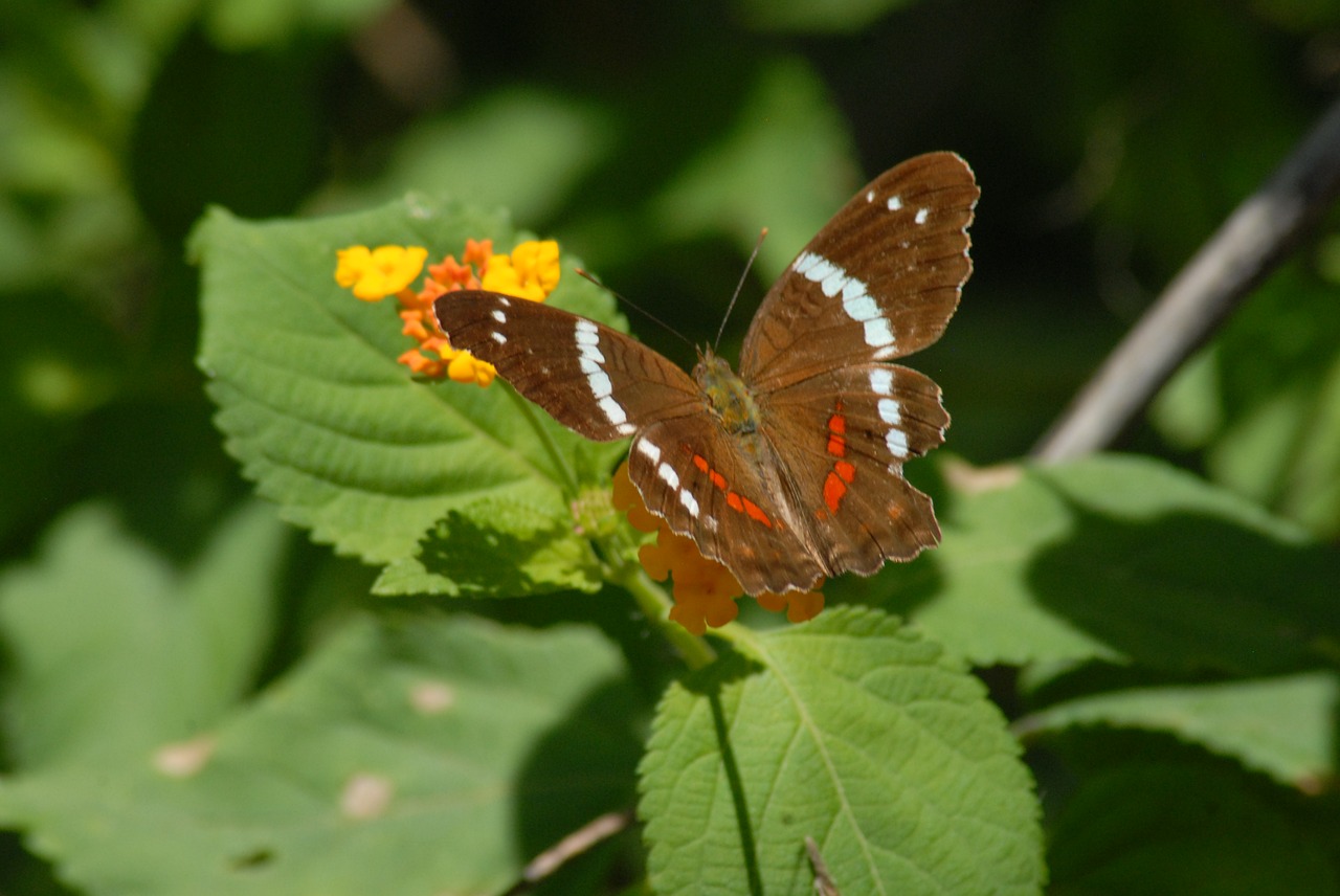 Drugelis, Fauna, Vabzdys, Nemokamos Nuotraukos,  Nemokama Licenzija