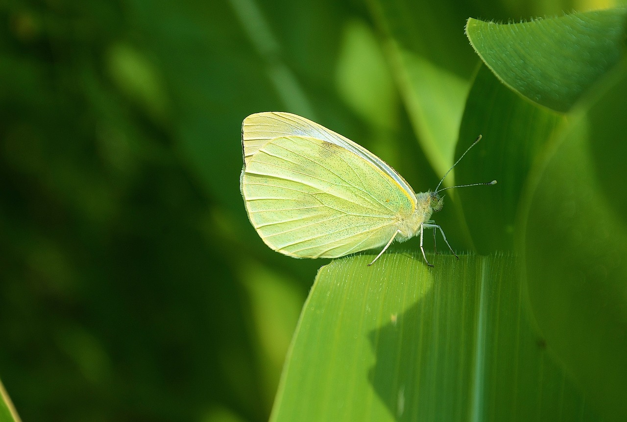 Drugelis, Gyvūnas, Vabzdys, Čiulpia, Proboscis, Vikšras, Drugys, Nemokamos Nuotraukos,  Nemokama Licenzija