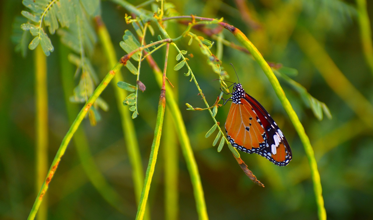 Drugelis, Pierid, Lepidoptera, Vabzdžiai, Nemokamos Nuotraukos,  Nemokama Licenzija