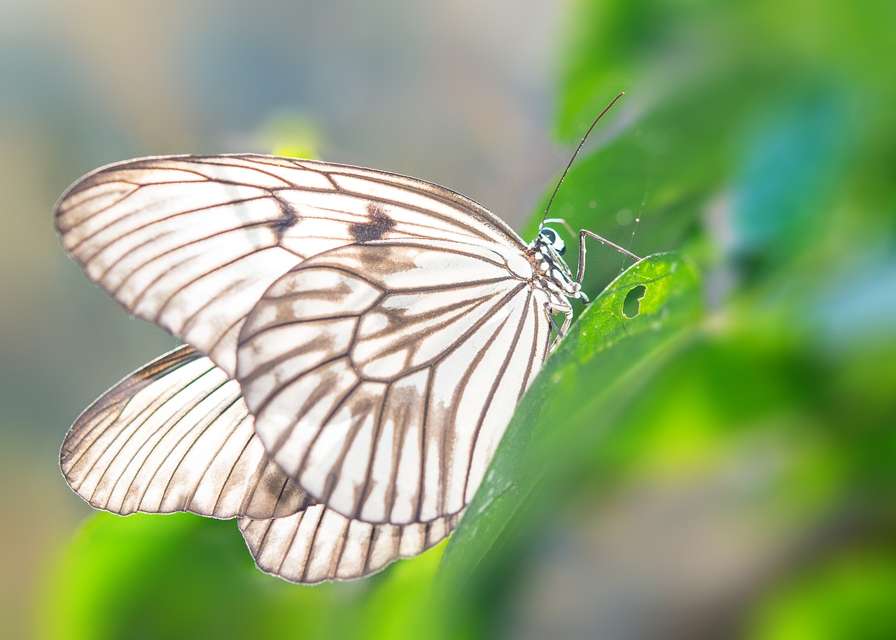 Drugelis, Žalias, Gyvūnas, Vabzdys, Sparnai, Makro, Laukinė Gamta, Gamta, Modelis, Fauna