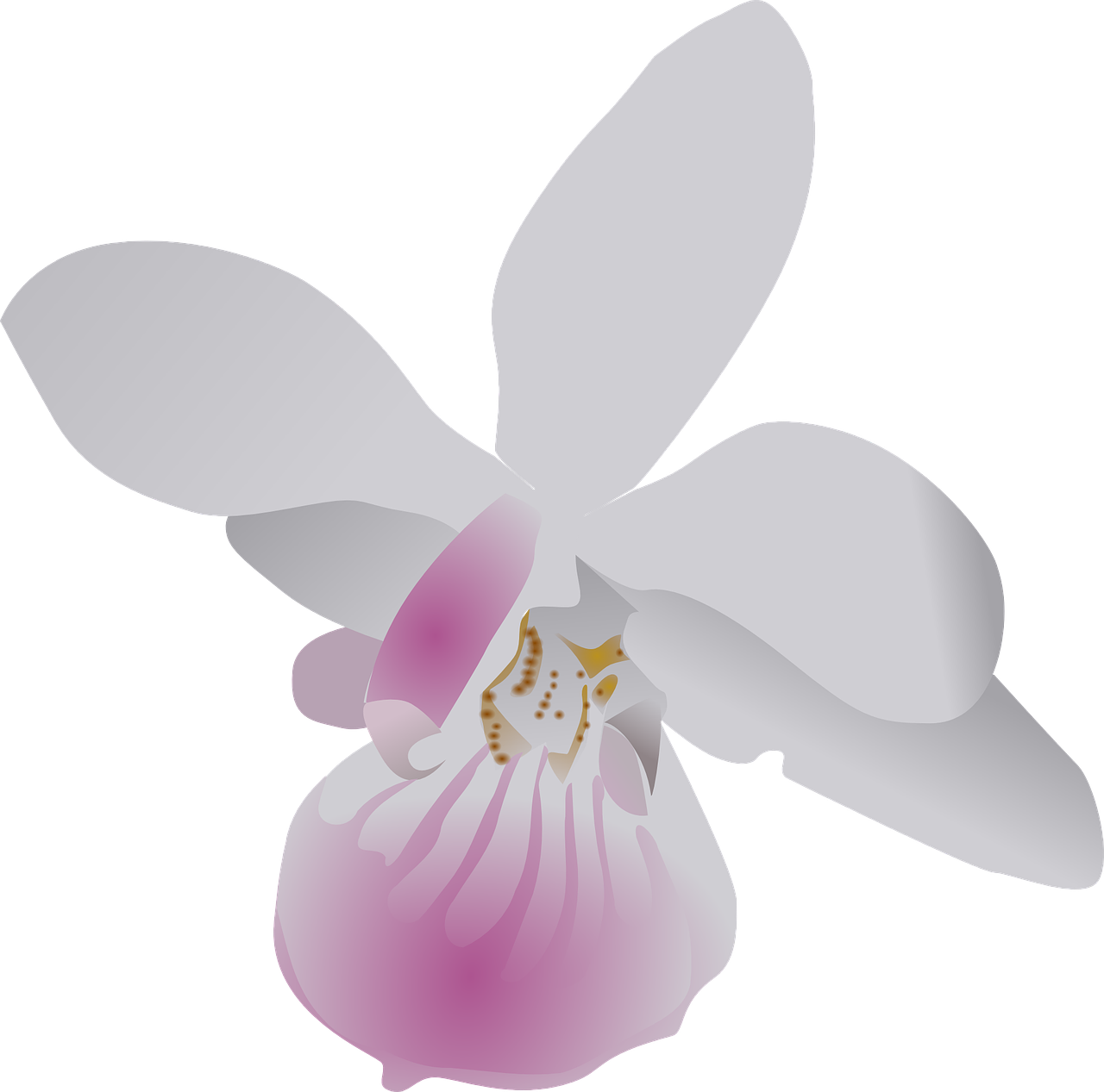 Drugelis, Orchidėja, Gėlė, Violetinė, Balta, Flora, Gėlių, Gamta, Grožis, Gražus