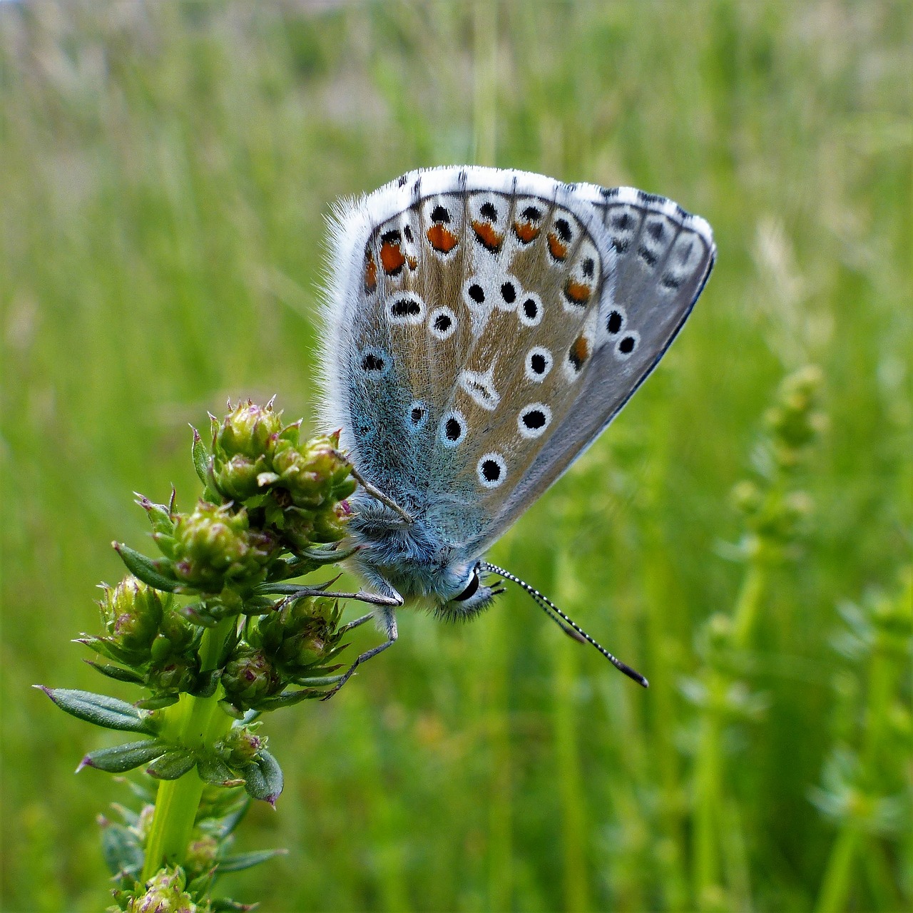 Drugelis, Gamta, Vabzdys, Vasara, Fauna, Sparnas, Pašaras, Gėlė, Nemokamos Nuotraukos,  Nemokama Licenzija