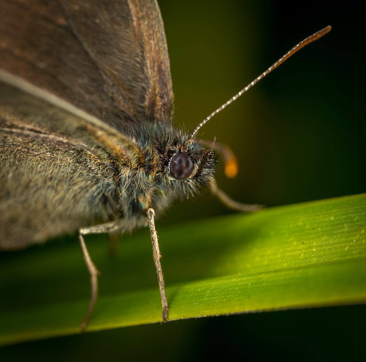 Drugelis, Vabzdys, Lepidoptera, Gamta, Makro, Ūsai, Nemokamos Nuotraukos,  Nemokama Licenzija