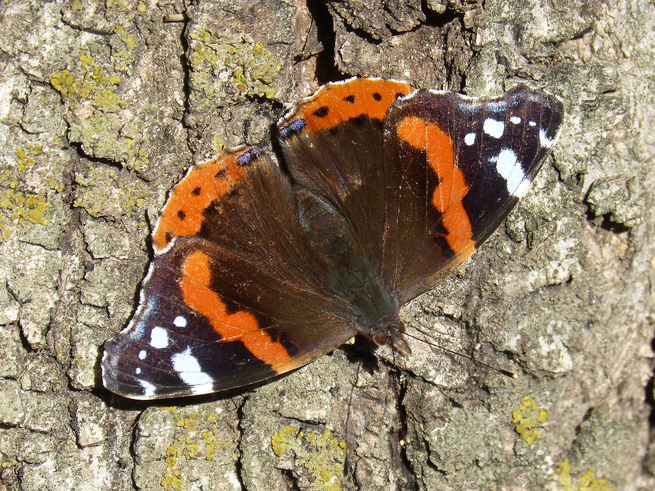 Drugelis, Atalanta, Vanessa Atalanta, Gamta, Vabzdys, Lauke, Rhopalocera, Laukinis Gyvenimas, Nemokamos Nuotraukos,  Nemokama Licenzija