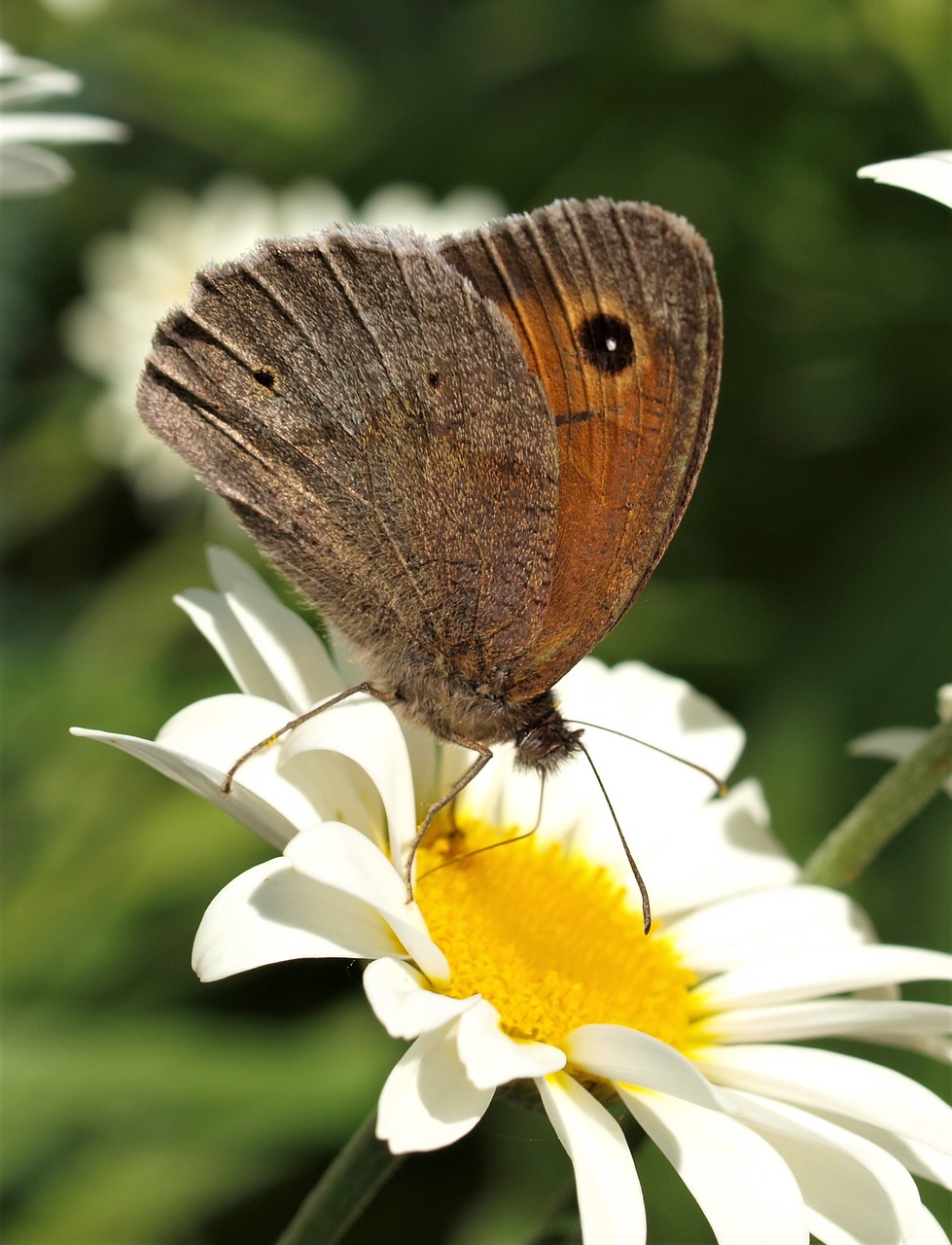 Drugelis,  Vabzdys,  Gamta,  Sparnas,  Lepidoptera,  Gėlė,  Be Honoraro Mokesčio, Nemokamos Nuotraukos,  Nemokama Licenzija