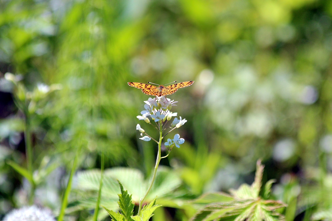 Drugelis,  Vasara,  Gamta,  Augalas,  Lauke,  Lakštas,  Žalias Fonas,  Vabzdys,  Lepidoptera,  Be Honoraro Mokesčio