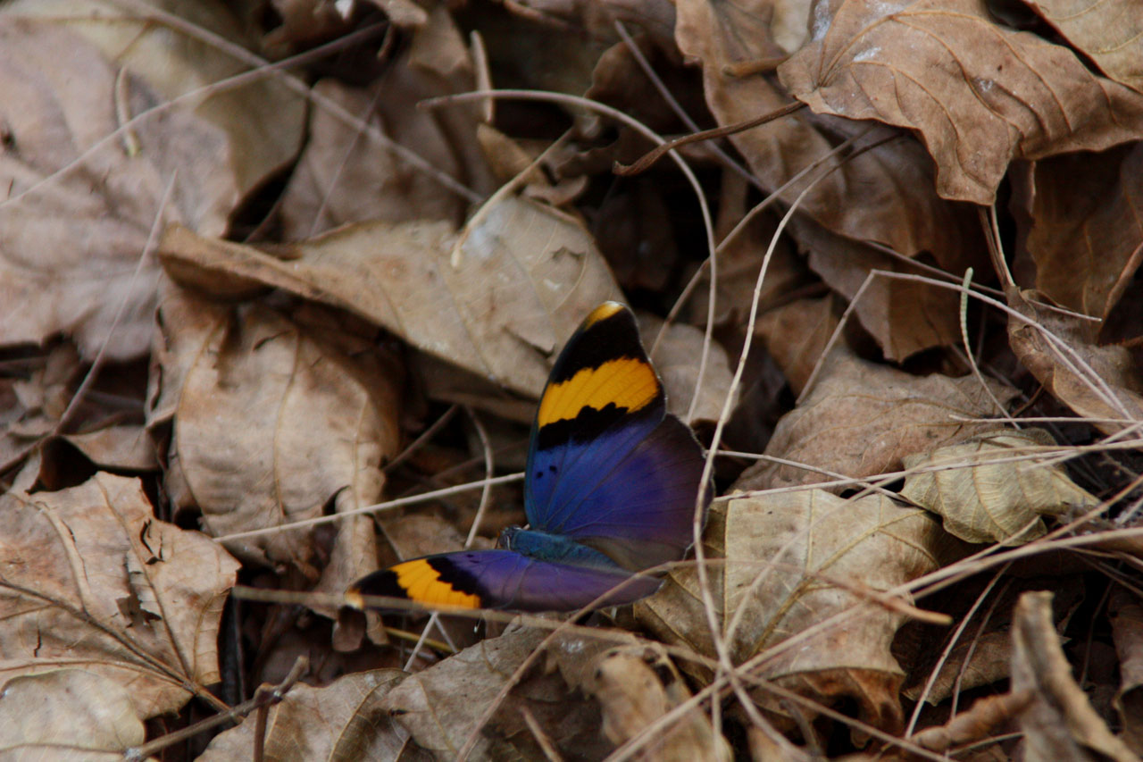 Drugelis,  Gėlė,  Flora,  Fauna,  Sparnai,  Makro,  Gamta,  Bičių,  Geltona,  Vabzdys