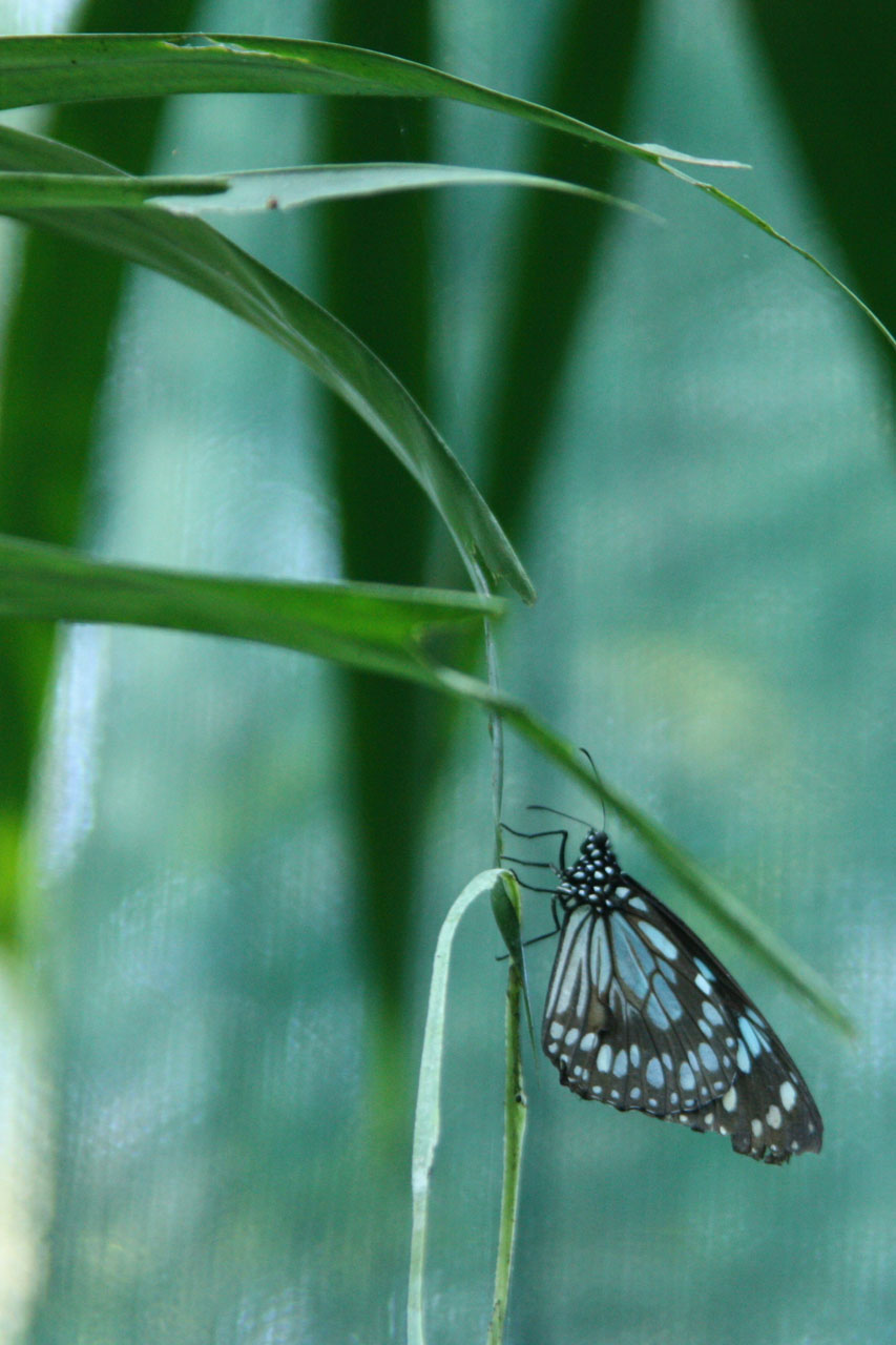 Drugelis,  Gėlė,  Flora,  Fauna,  Sparnai,  Makro,  Gamta,  Bičių,  Geltona,  Vabzdys