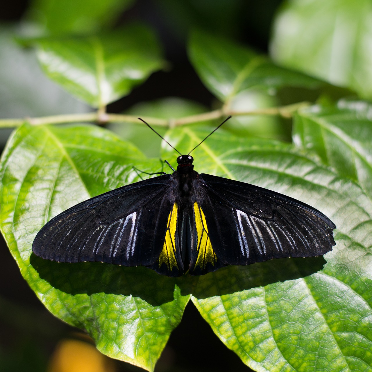 Сохранение темных бабочек в результате. Золотистый Птицекрыл бабочка. Хвостоносец Маака. Железногорский район желто черная бабочка. Бабочка черная.