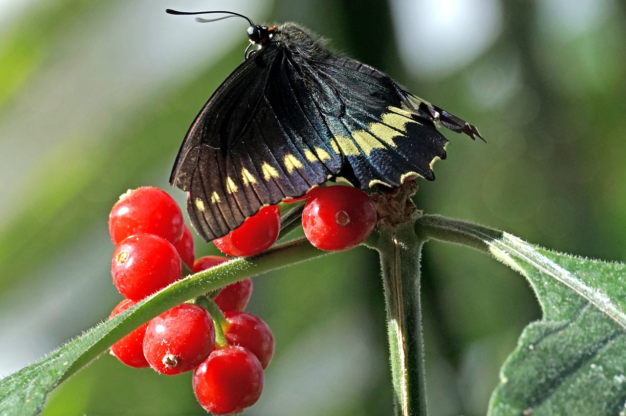 Drugelis,  Egzotiškas,  Vabzdys,  Atogrąžų Drugelis,  Tropical,  Atogrąžų Drugiai,  Edelfalter,  Botanikos Sodas,  Iš Arti,  Butterfly Park