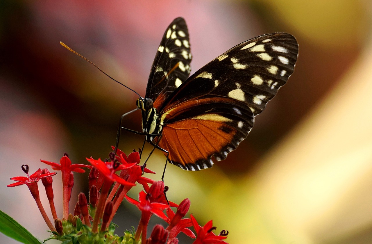 Drugelis,  Egzotiškas,  Vabzdys,  Atogrąžų Drugelis,  Tropical,  Atogrąžų Drugiai,  Edelfalter,  Botanikos Sodas,  Iš Arti,  Butterfly Park