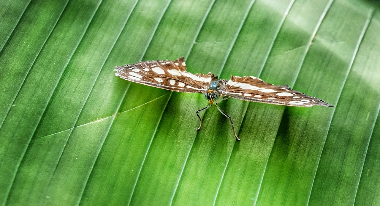 Drugelis,  Bananų,  Lapų,  Tropical,  Laukinių,  Vabzdys,  Sparnų Ilgis, Nemokamos Nuotraukos,  Nemokama Licenzija