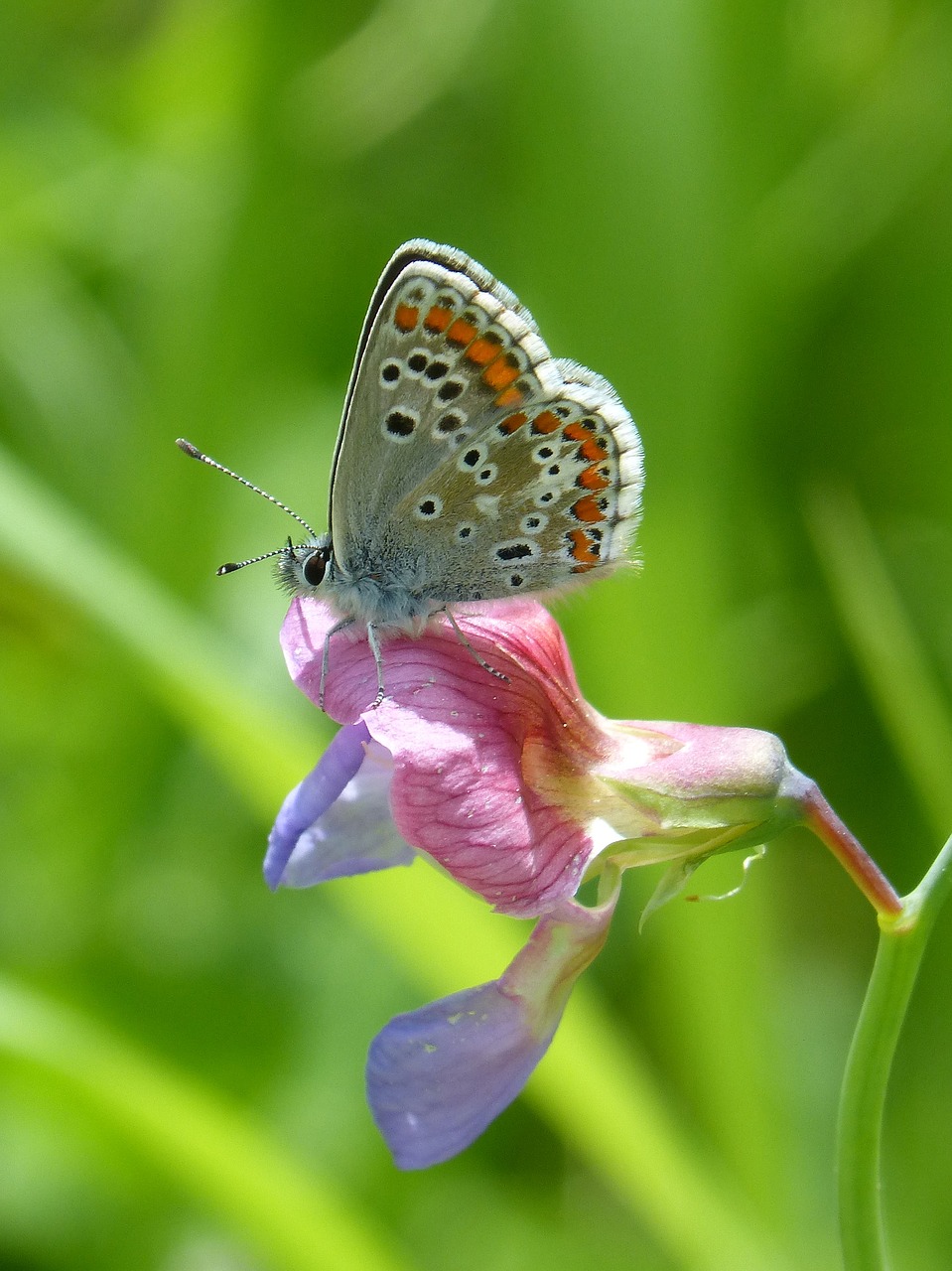 Drugelis,  Aricia Cramera,  Brunetė,  Moreneta Pietų,  Pobūdį,  Rhopalocera,  Vabzdys,  Vasara,  Lauke,  Gėlė