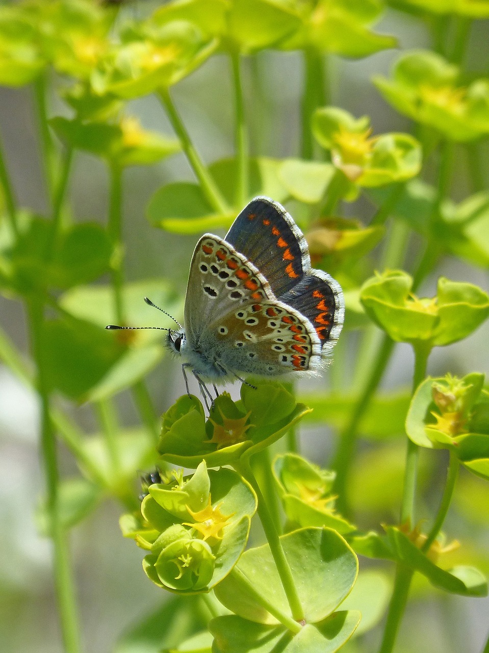 Drugelis,  Tamsūs Pietų,  Aricia Cramera,  Moreneta Pietų,  Duomenys,  Pobūdį,  Rhopalocera,  Vabzdys,  Lapas, Nemokamos Nuotraukos