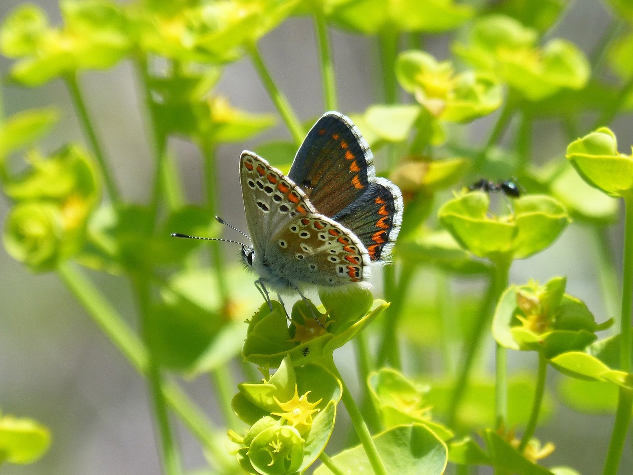 Drugelis,  Tamsūs Pietų,  Aricia Cramera,  Moreneta Pietų,  Duomenys,  Pobūdį,  Rhopalocera,  Vabzdys,  Lapas, Nemokamos Nuotraukos