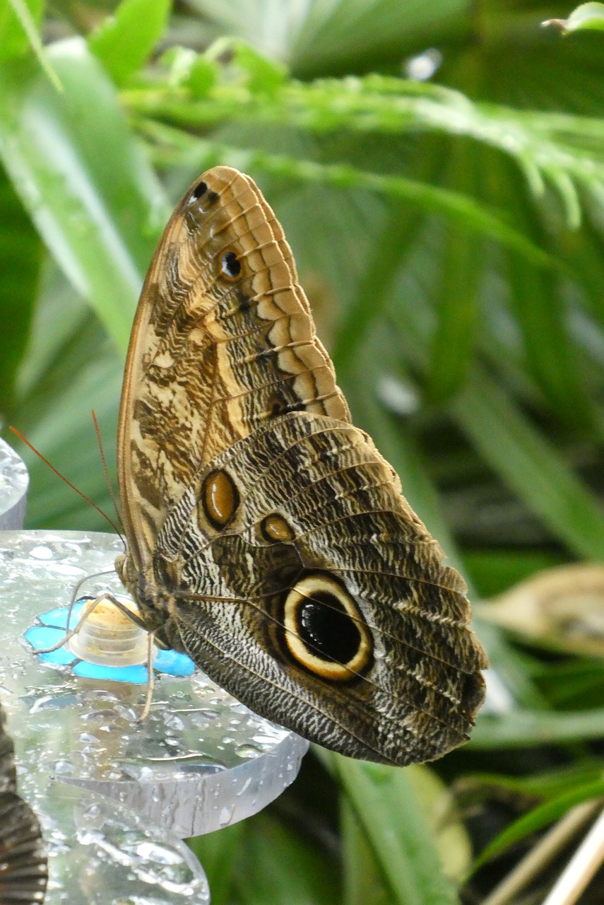 Drugelis,  Drugelis Sodas,  Zoo,  Blijdorp,  Roterdamas,  Pobūdį,  Gyvūnų Karalystė,  Gyvūnijos, Nemokamos Nuotraukos,  Nemokama Licenzija