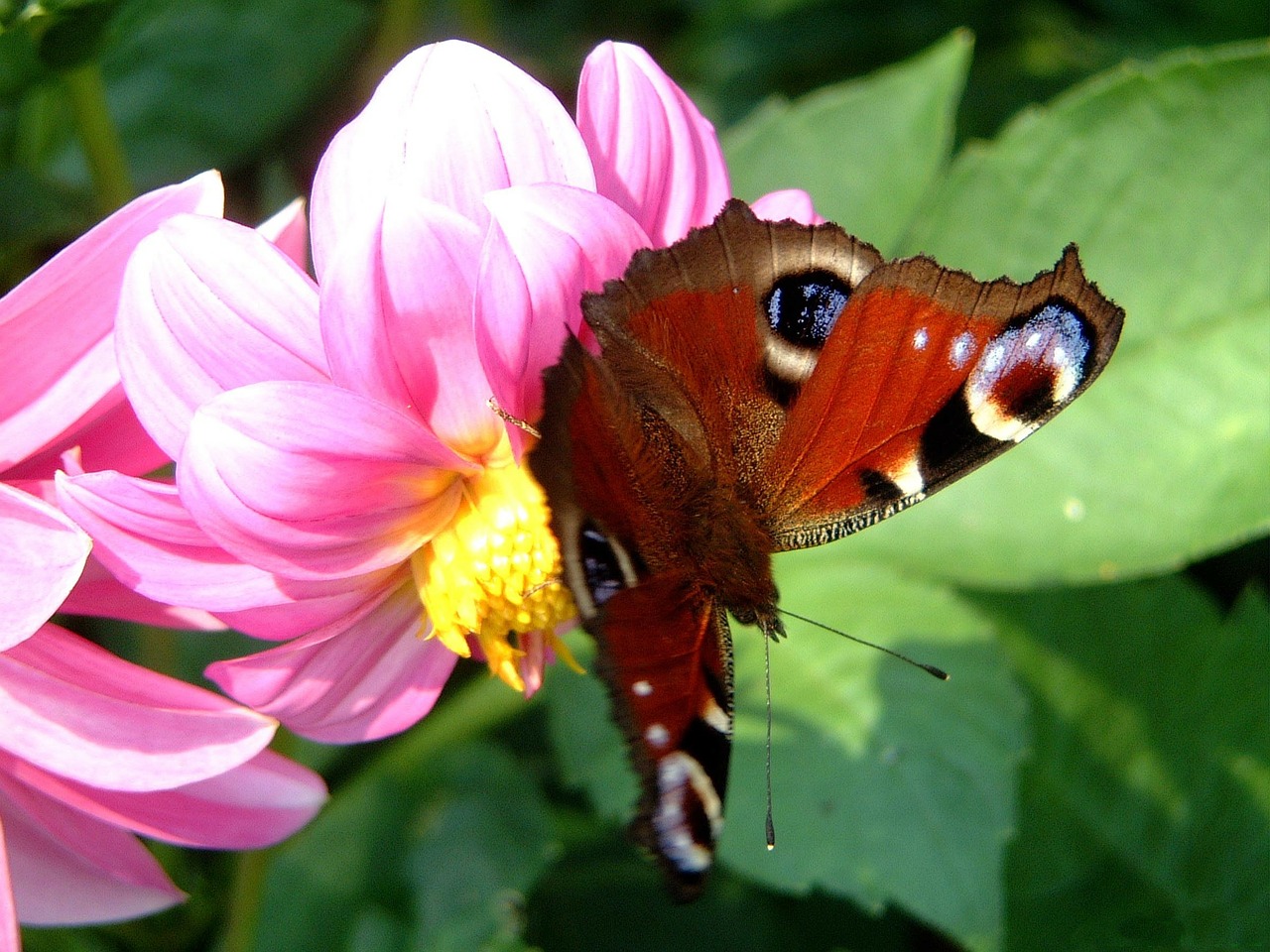 Drugelis, Vabzdys, Uždaryti, Gėlė, Dahlia, Gėlės, Rožinis, Gamta, Augalas, Gražus