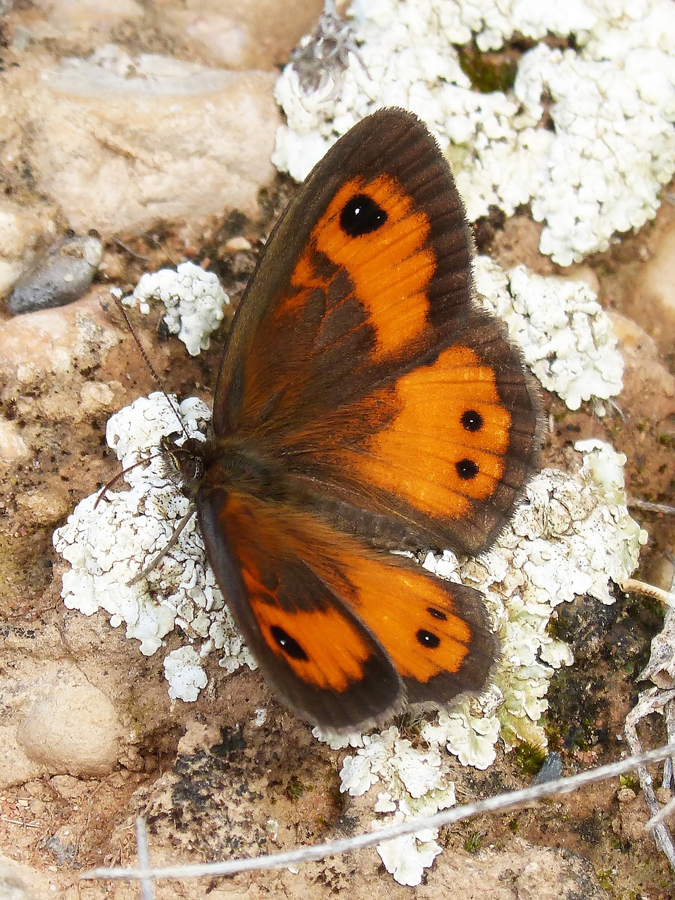 Drugelis,  Pyronia Bathseba,  Lobito Sąrašas,  Cintada Saltabardisses, Nemokamos Nuotraukos,  Nemokama Licenzija