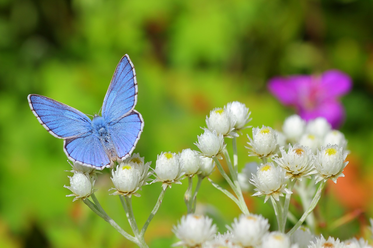 Drugelis,  Vabzdys,  Meadow,  Pobūdį,  Žiedas,  Žydėjimas, Nemokamos Nuotraukos,  Nemokama Licenzija