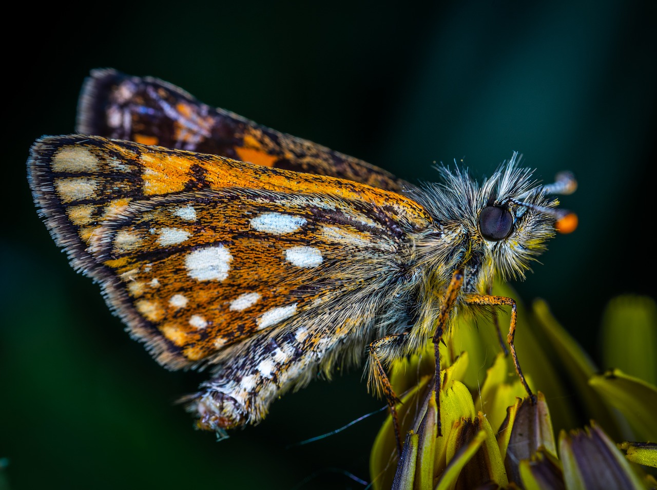 Drugelis,  Vabzdys,  Kapitonas,  Makro,  Lepidoptera, Nemokamos Nuotraukos,  Nemokama Licenzija