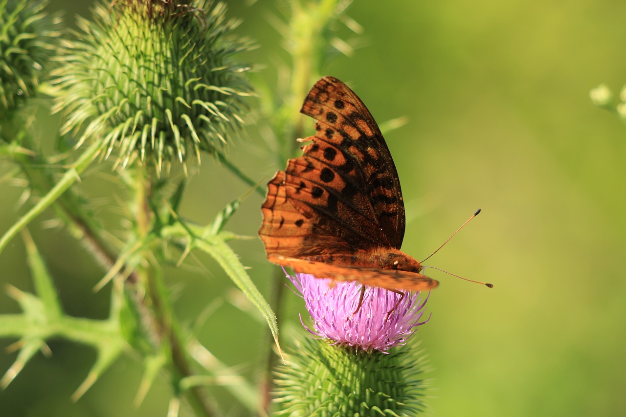 Drugelis,  Thistle,  Gėlė,  Vabzdys, Nemokamos Nuotraukos,  Nemokama Licenzija