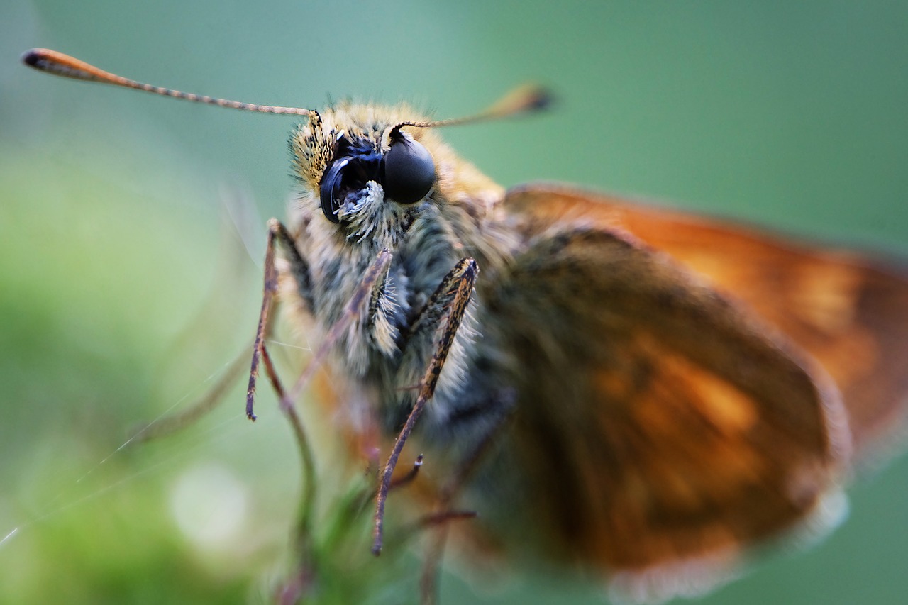 Drugelis,  Makro,  Gyvūnas,  Vabzdys,  Pavasaris,  Pobūdį,  Sparnai,  Skristi, Nemokamos Nuotraukos,  Nemokama Licenzija