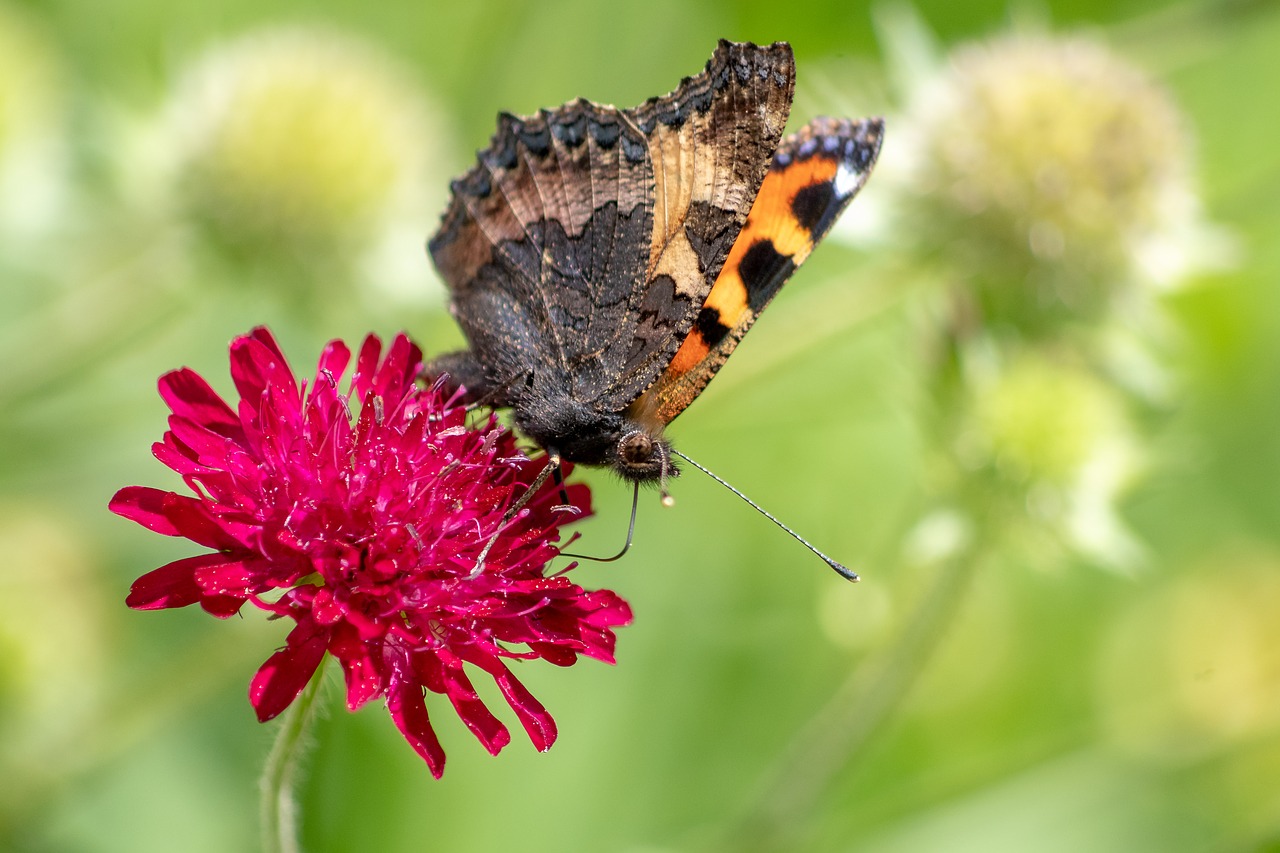 Drugelis,  Mažai Lapė,  Aglais Urticae, ,  Makedonų Našlė Gėlių,  Buožainė Macedonica,  Vabzdys,  Pobūdį,  Gyvūnas,  Žiedas