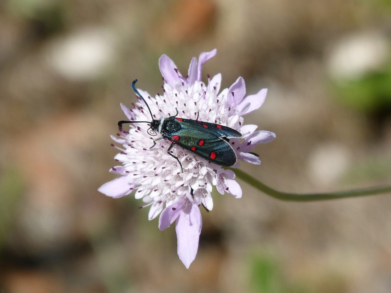 Drugelis,  Gėlė,  Libar,  Iš Drugelių Kalba,  Zygaena Filipendulae,  Žvaigždūnė,  Gitaneta, Nemokamos Nuotraukos,  Nemokama Licenzija