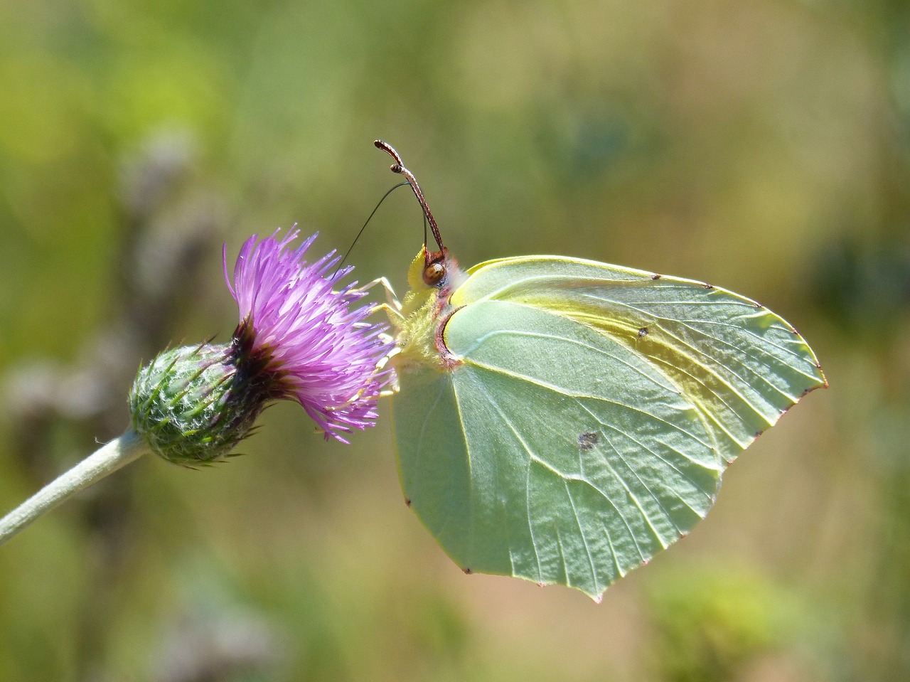 Drugelis,  Kleopatra,  Gonepteryx Cleopatra,  Gėlė,  Libar,  Thistle Gėlių,  Iš Drugelių Kalba, Nemokamos Nuotraukos,  Nemokama Licenzija