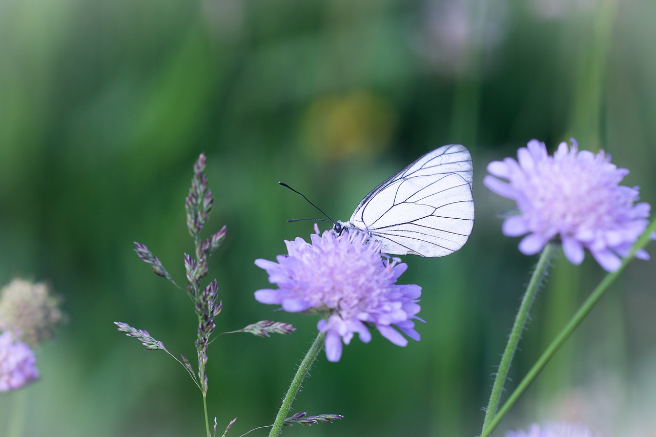 Drugelis,  Baltos Spalvos,  Balta Drugelis,  Gėlė,  Meadow,  Pavasaris,  Vasara,  Pobūdį,  Floros,  Gyvūnija