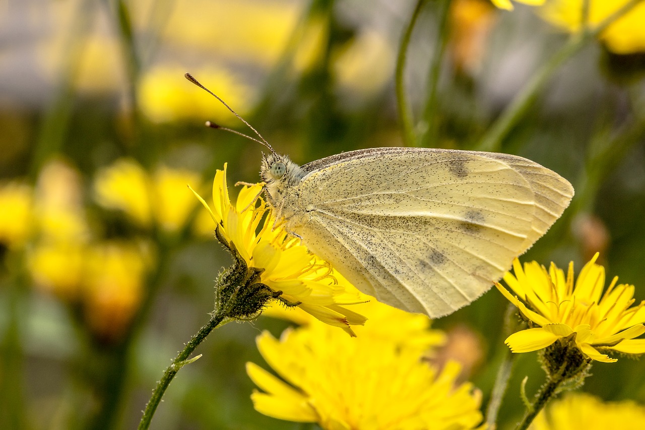 Drugelis,  Balta Molva,  Mažas Kopūstdrugis Molva,  Pieris Rapae,  Drugeliai,  Sėdi Ant Gėlių,  Miško Hawkweed,  Sienelę-Hawkweed,  Vanagė Sylvaticum,  Kompozitai