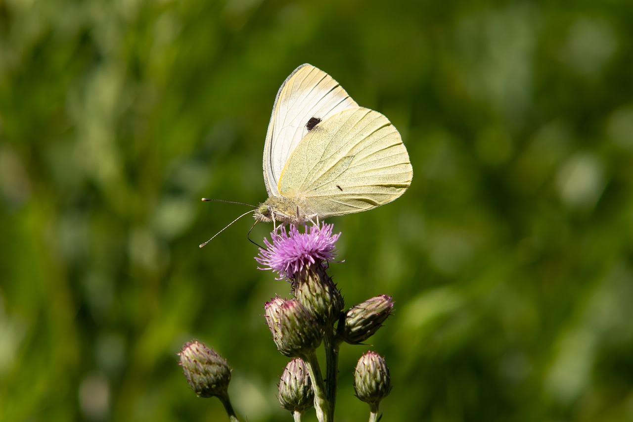 Drugelis,  Balta Molva,  Žiedas,  Žydi,  Makro,  Iš Arti,  Drugeliai,  Vabzdys,  Pobūdį,  Gyvūnija