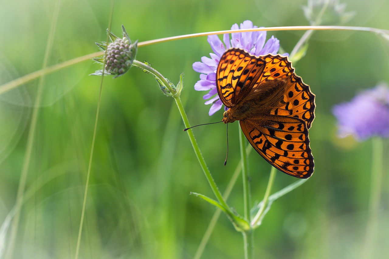 Drugelis,  Meadow,  Oranžinė,  Oranžinė Drugelis,  Vasaros Pieva,  Pobūdį,  Iš Arti,  Gražus,  Vabzdys,  Gyvūnas