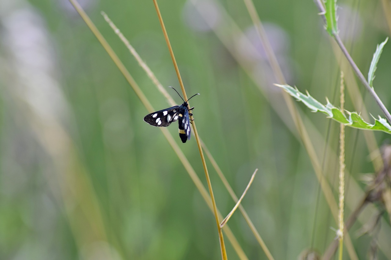 Drugelis,  Per Parą Drugelis,  Vabzdžiai,  Pobūdį,  Meadow,  Žolė, Nemokamos Nuotraukos,  Nemokama Licenzija