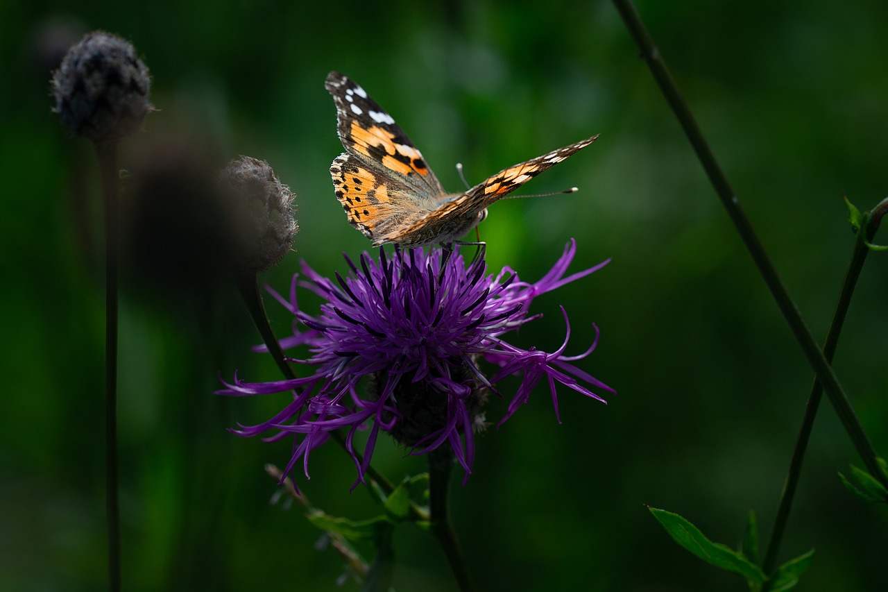 Drugelis,  Usninukas,  Edelfalter,  Vabzdys,  Skrydžių Vabzdžių,  Meadow,  Vasaros Pieva,  Vasara,  Pobūdį,  Gyvūnija