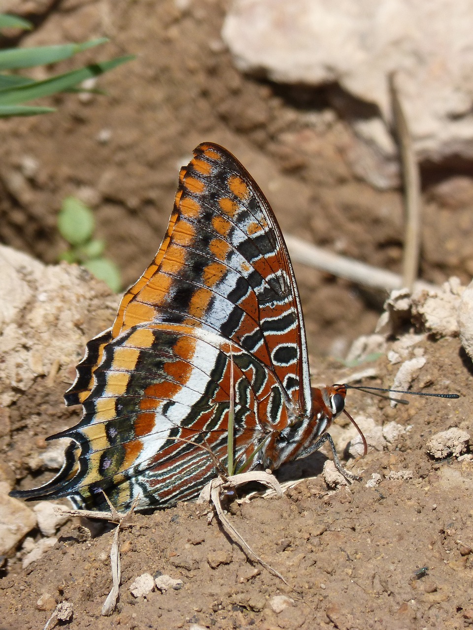 Drugelis,  Charaxes Jasius,  Drugelis Ir Braškių Medžio,  Papallona De Larboç,  Duomenys,  Grožis, Nemokamos Nuotraukos,  Nemokama Licenzija