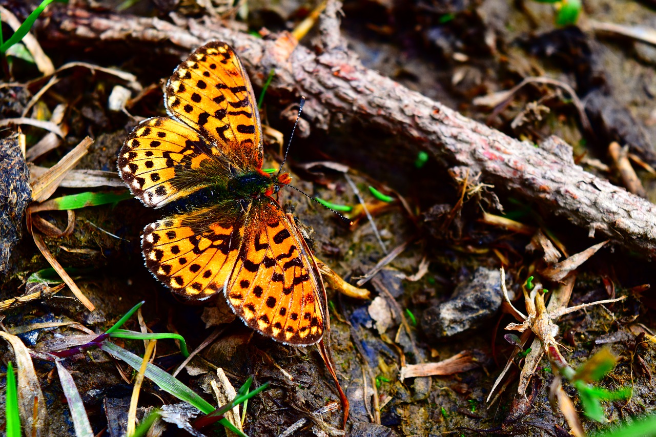 Drugelis,  Alpių Fritillary,  Vabzdys,  Drugeliai,  Skrydžių Vabzdžių,  Iš Arti, Nemokamos Nuotraukos,  Nemokama Licenzija