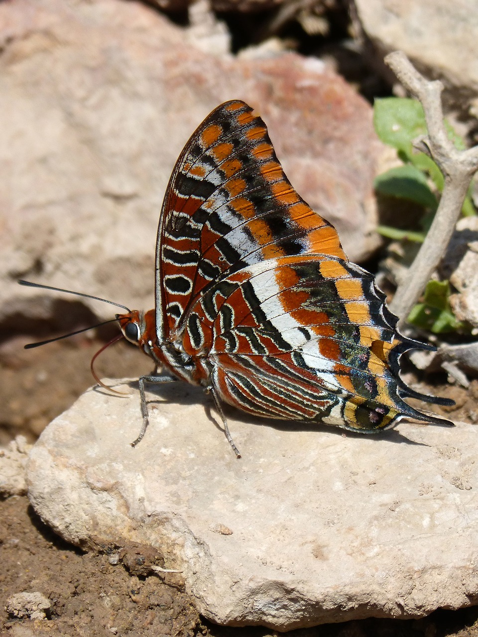 Drugelis,  Charaxes Jasius,  Drugelis Ir Braškių Medžio,  Papallona De Larboç,  Duomenys,  Grožio,  Rokas, Nemokamos Nuotraukos,  Nemokama Licenzija