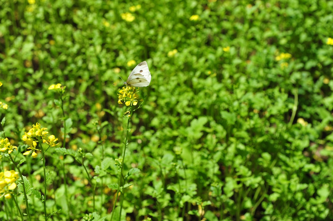 Drugelis,  Meadow,  Baltos Spalvos,  Pobūdį,  Vabzdys,  Vasara,  Drugeliai,  Sparnas,  Geltonos Garstyčių, Nemokamos Nuotraukos